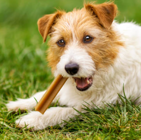 犬おやつ・フード