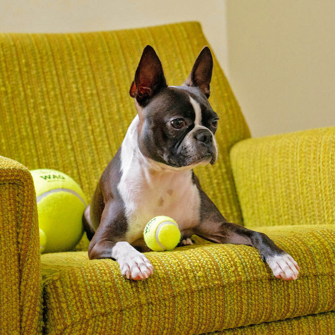 TENNIS BALL by DULTON